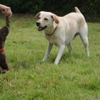 vévé avec elfy dans le jardin