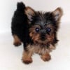 yorkie-puppy