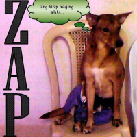 Photo #176449 de Zap