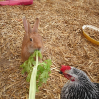 Photo #179346 de Mes poulettes