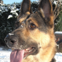 moi rexou dans la neige