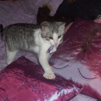 Photo #180395 de Tigrou