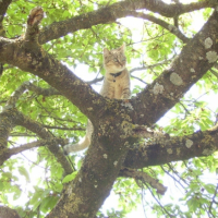 En escapade en haut de l'arbre