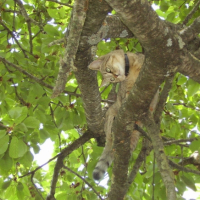 En escapade dans l'arbre