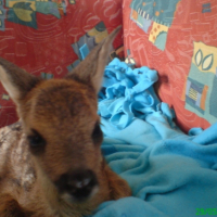 Photo #181499 de Bambi