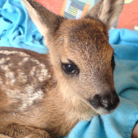 Photo #181769 de Bambi