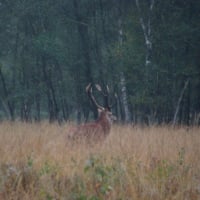 Photo #181875 de Belzébut