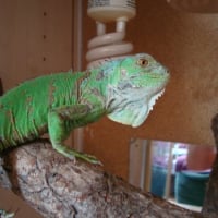 Photo #182631 de Gozzila (iguane)