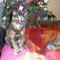 Photo #182825 de Minette