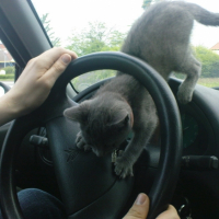 une vrai pilote