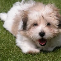 Oscar bébé dans l'herbe