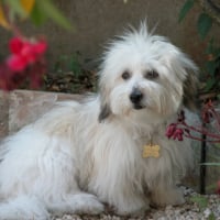 Oscar entouré de fleurs