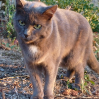 mon bébé simon