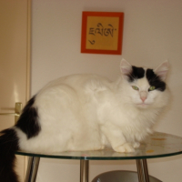 Timmy sur la table ? Mais t'as pas le droit !