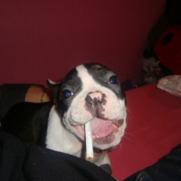 quand il etait chiot il nous volé nos cigarettes!!!