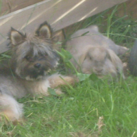 dora avec lapin pelote