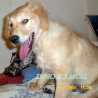 Photo #186861 de Dino