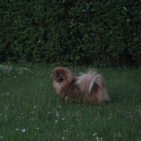 petite promenade dans le jardin