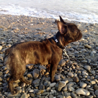 Lilo qui decouvre la plage !