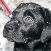 Sa première neige