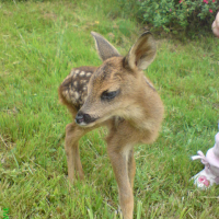 Photo #188424 de Bambi