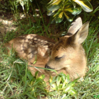 Photo #188427 de Bambi