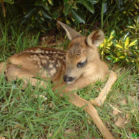 Photo #188434 de Bambi