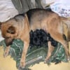 le jour de la naissance des 12 chiots 