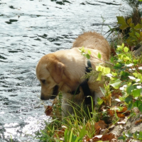 la pêche