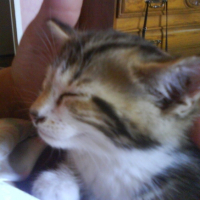 Photo #189213 de Minette