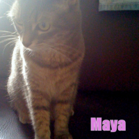 Photo #189475 de Maya