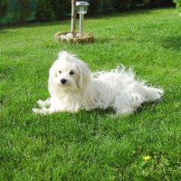 Maya joue dans le jardin