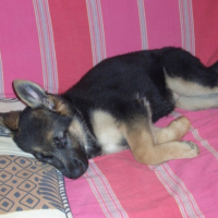 Photo #191802 de Nala