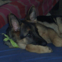 Photo #191803 de Nala