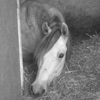 Photo #191857 de Pépino