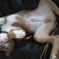 Sieste sur la banquette de la voiture...