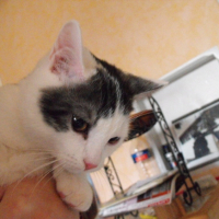 Photo #192737 de Filou