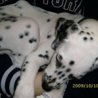 Pongo dans les bras de maman