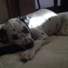 Pongo qui fait un petite sieste