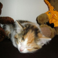 Photo #193116 de Choupette