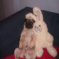 loulou et sa peluche