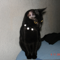 Photo #194012 de Bastet