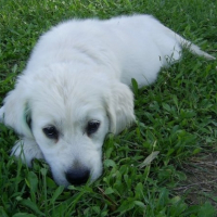 Dans l'herbe :p 