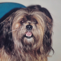 Photo #195056 de Gizmo