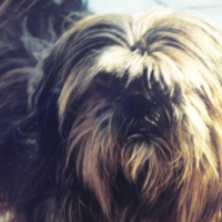 Photo #195058 de Gizmo