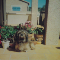 Photo #195061 de Gizmo