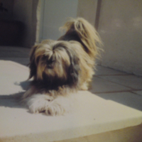 Photo #195065 de Gizmo