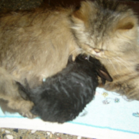 Photo #195154 de Choucra, lililou et ptitechérie