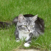 Bouboule dans l'herbe