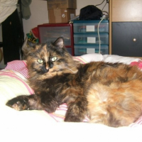 Photo #195455 de Minette